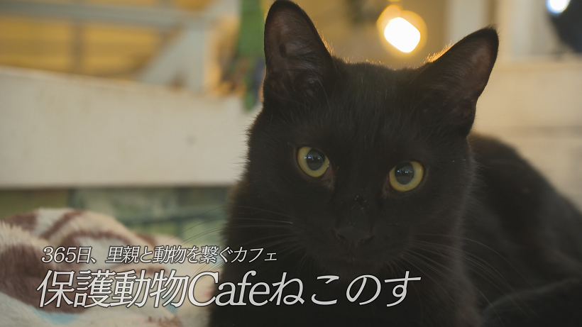 第50回 日本ケーブルテレビ大賞 番組アワード
